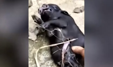 Мутант! Свиня с осем крака и две глави се роди в Китай (ВИДЕО)