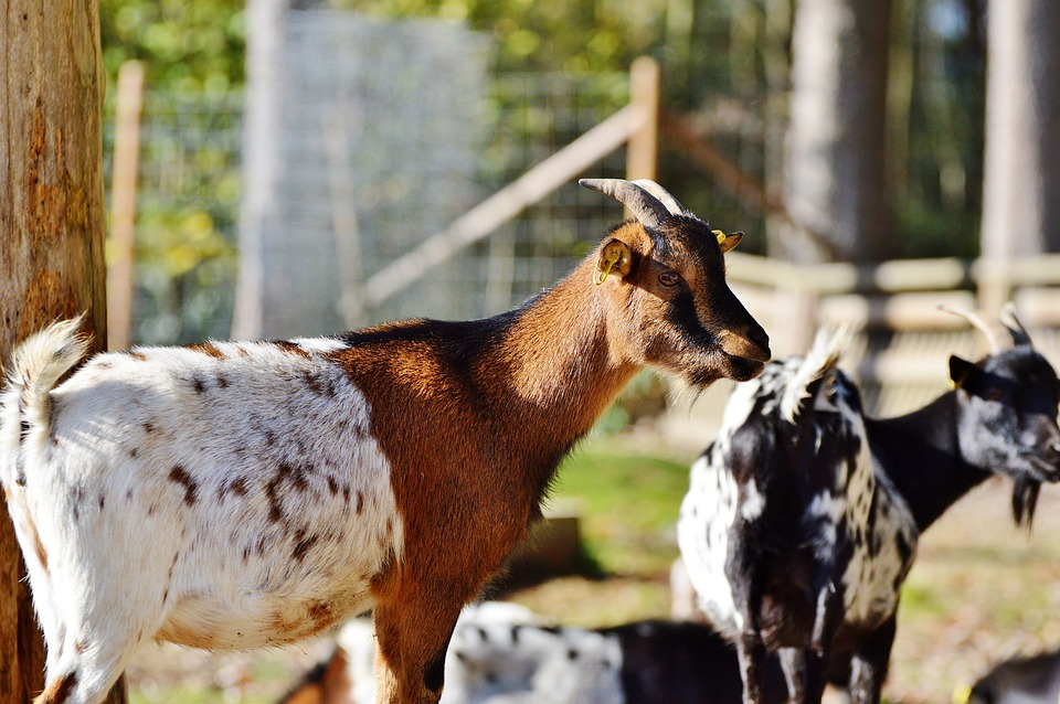 ДФЗ увеличи помощта de minimis за овца-майка и/или коза-майка