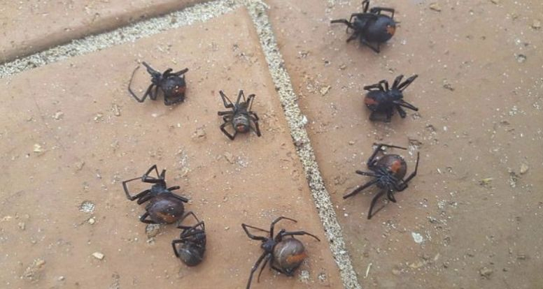 Дъжд от смъртоносно опасни паяци се изсипа пред дома на жена (СНИМКА/ВИДЕО)