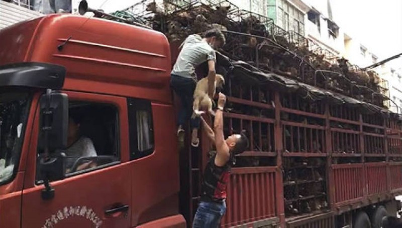 Спасиха 1000 кучета, пътували за Фестивала на кучешкото месо в Китай