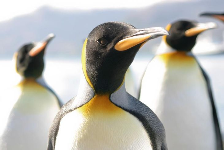 Учени направиха уникално откритие за пингвините