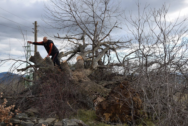 Силният вятър повали 300-годишен дъб в ардинско село (СНИМКИ)