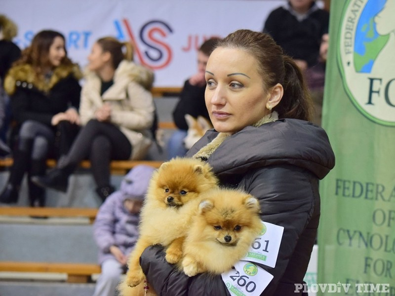 Стотици кучета от елитни породи дефилираха в Пловдив (СНИМКИ)