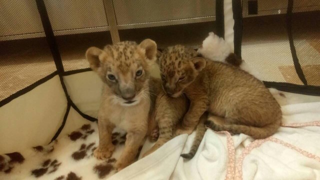 Разград дарява двете малки лъвчета на пазарджишкия зоопарк
