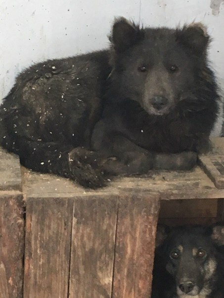 Чудо на природата след падането на метеорита край Челябинкс: Мелез между мечка и куче вкараха в приют за бездомни животни
