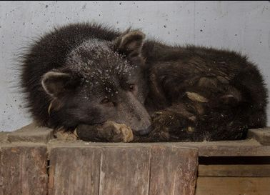 Чудо на природата след падането на метеорита край Челябинкс: Мелез между мечка и куче вкараха в приют за бездомни животни