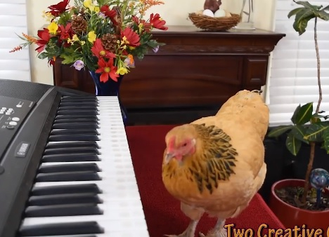 Невероятно ВИДЕО! Кокошка свири... ария на Пучини на пиано с клюн