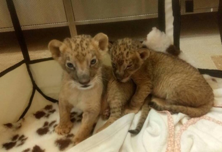 Община Пазарджик готова да приеме в зоопарк "Острова" лъвчетата Масуд и Терез