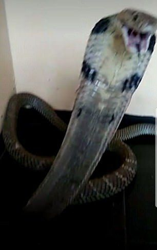 Часове преди да издъхне, тийнейджър показа в мрежата ухапването си от кобра и отправи зов за помощ (СНИМКИ)
