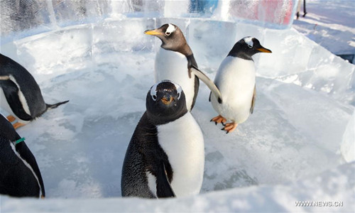 Група пингвини се превърна в сензация (ВИДЕО)