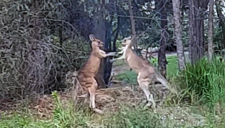 Уникално: Австралиец помири две кенгура, които се бият (ВИДЕО)