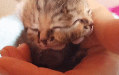 Чудо на природата: Котенце с две глави се роди в ЮАР (ВИДЕО)