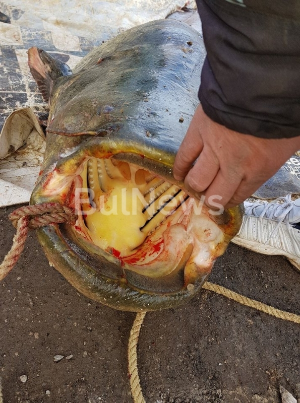 Над двуметрово чудовище изплува от врачански язовир! Рибари и спецтехника се бориха със стокилограмовия звяр (СНИМКИ 18+)