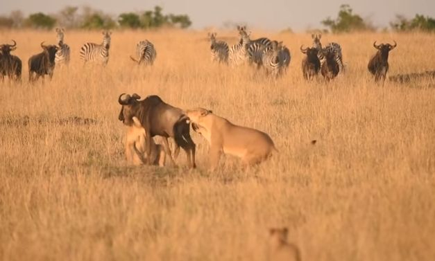 Смела антилопа влезе в неравна битка с озверели лъвици (ВИДЕО)