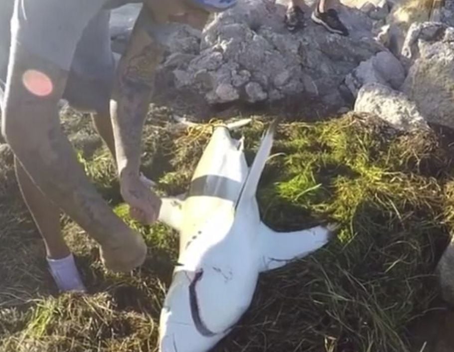 Рибар опита да спаси акула и едва не се прости с ръката си (ШОКИРАЩИ СНИМКИ/ВИДЕО)