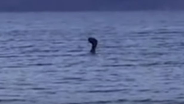Легендарно чудовище се подаде от водите на Преспанското езеро (ВИДЕО)