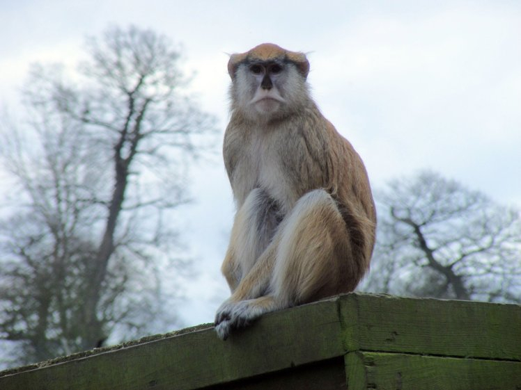 13 маймунки изгоряха при пожар във Великобритания