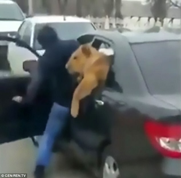 Шокиращо ВИДЕО: Лъв без наморник излиза от кола, руският му стопанин се кълне, че звярът е добронамерен 