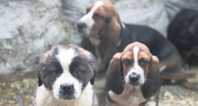 Дейли Сабах: Кучета, изнесени контрабандно от България, бяха спасени в Одрин