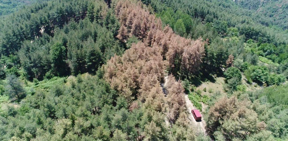Зеленият бръмбар-корояд „Тома Белев“ унищожава горите на България! (СНИМКИ)