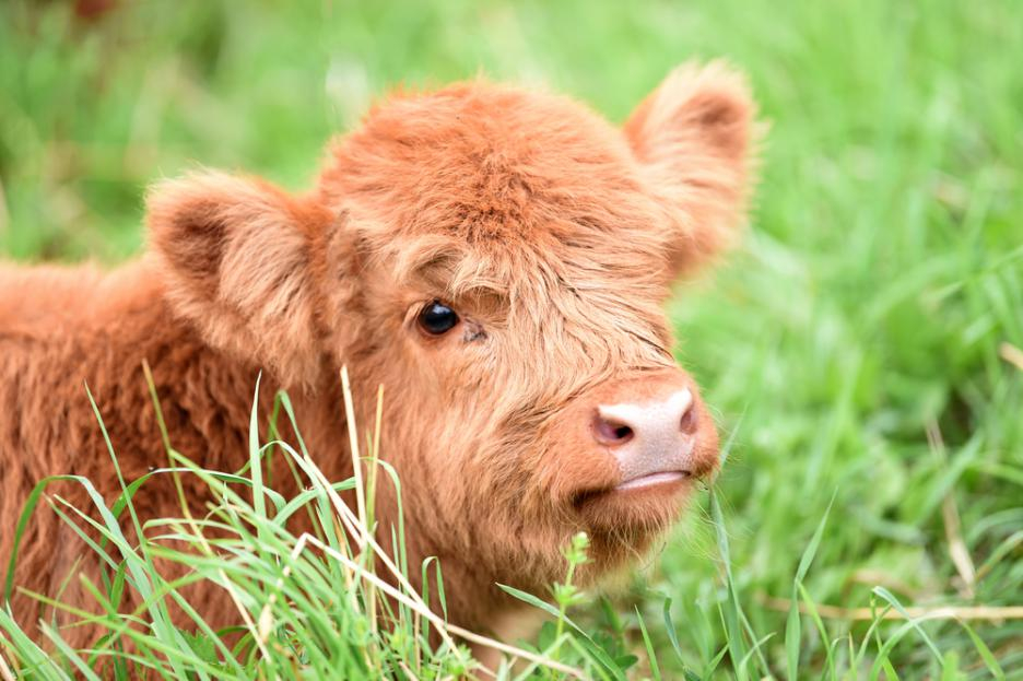 Чувствате се тъжни? Тези 11 мънички шотландски говедца ще ви накарат да се усмихнете (СНИМКИ)