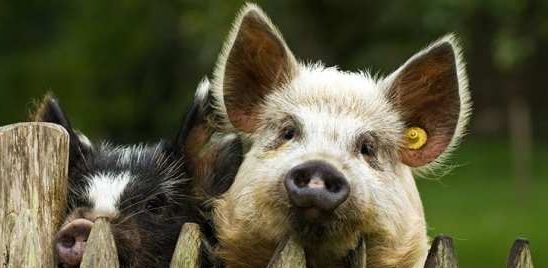 Уникални кадри: Свиня спаси свой събрат от месари (ВИДЕО)