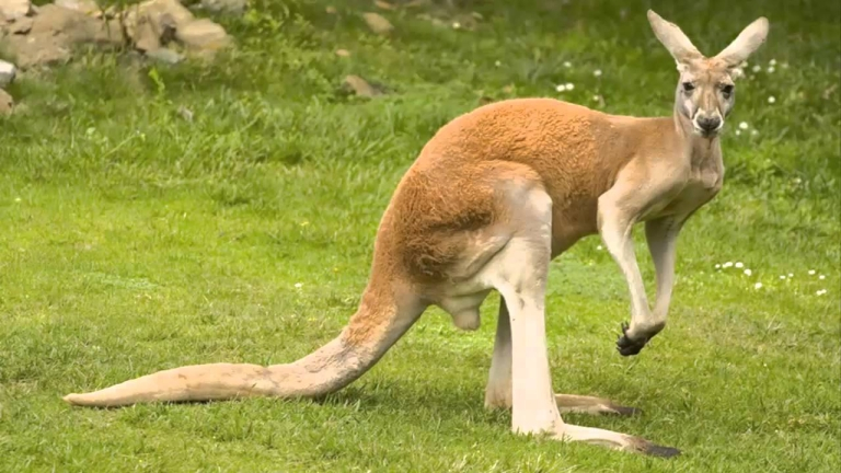 Мрежата полудя по това секси кенгуру (СНИМКИ)