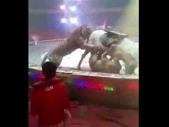 Кървава репетиция в цирка: Тигър и лъвица нападнаха кон, а хората гледаха безпомощни (ВИДЕО)