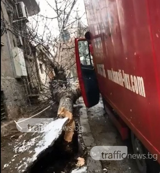 Дърво се стовари върху кола на пъпа на Пловдив, по чудо се размина без жертви (ВИДЕО)