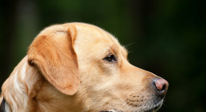 Шок! Отровиха кучето-водач на незрящ в София