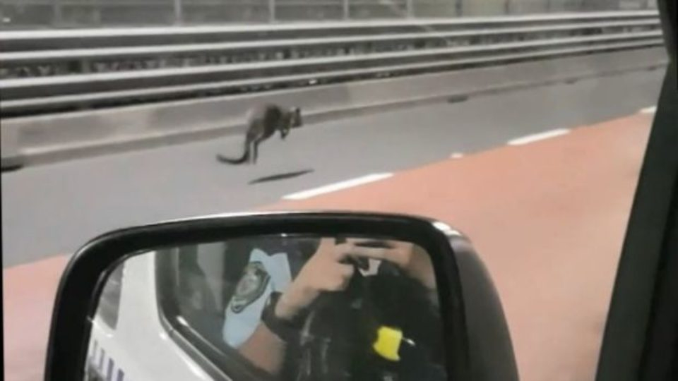 Полицаи устроиха автомобилно преследване на....кенгуру (СНИМКИ/ВИДЕО)