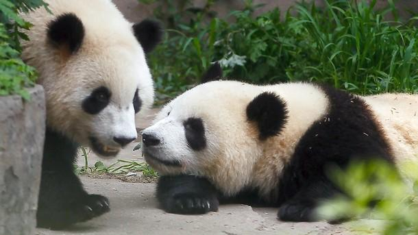 Двойка гигантски панди пристигнаха във Финландия от Китай