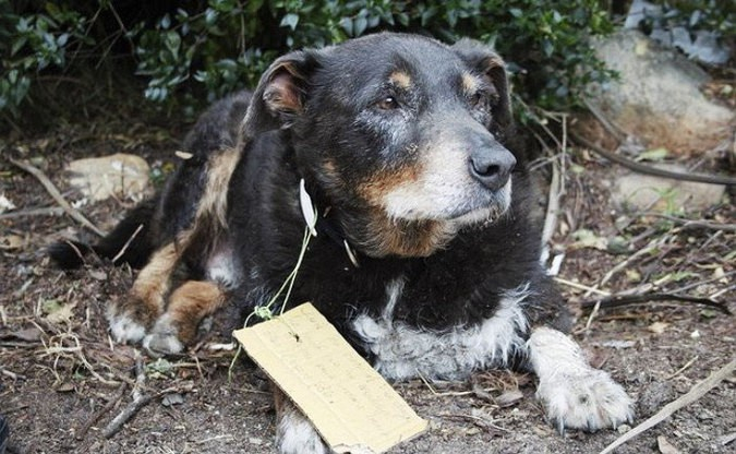 Семейство търсеше отчаяно кучето си, а то се върна с бележка, която ще разтопи сърцето ви (СНИМКИ)