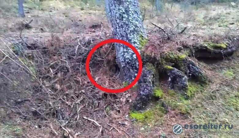 Американец направи СНИМКА на гном в дупка в дърво 