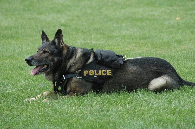 Американец и полицейско куче се хапаха взаимно по време на арест 