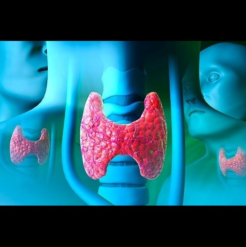 8 неща, които ви говорят за неработеща щитовидна жлеза