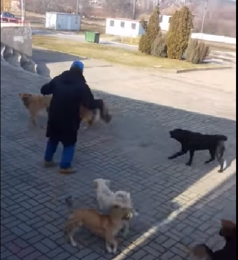 Глутница кучета нападна мъж насред Скопие (ВИДЕО)