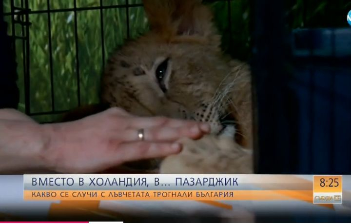Какво се случи с лъвчетата, трогнали цяла България? (ВИДЕО)