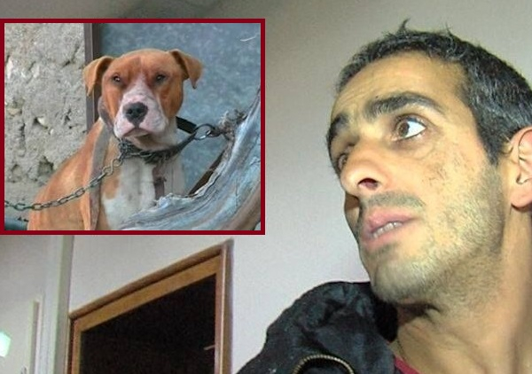 Проговори собственикът на питбула-убиец! Надига се вълна в защита на кучето (ВИДЕО)
