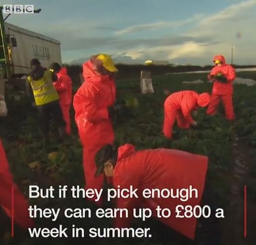 Шаш на Острова: Фермер нае британци вместо гурбетчии да берат зеленчуци заради Брекзит, те се издъниха още на първия ден (СНИМКИ/ВИДЕО)
