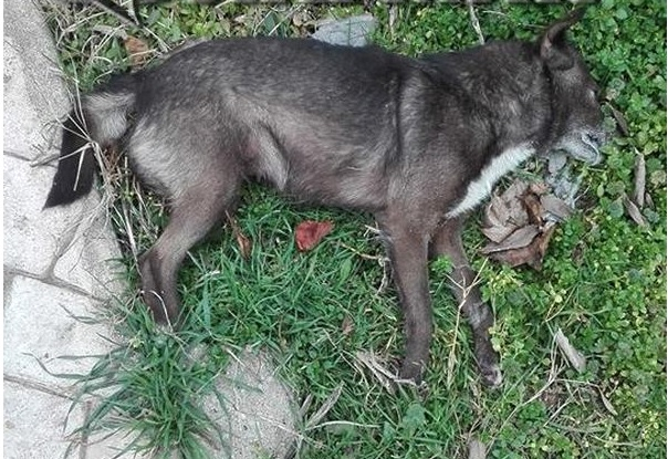 Бургаски квартал настръхна! Избиват кучетата им