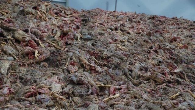 Откриха хиляди тонове мъртви пилета в село край Киев (СНИМКИ 18+)