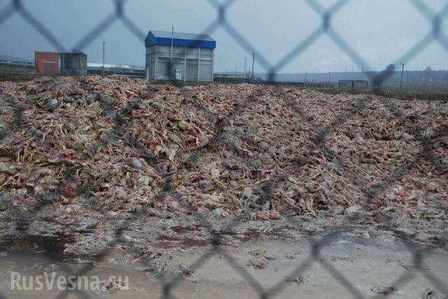 Откриха хиляди тонове мъртви пилета в село край Киев (СНИМКИ 18+)
