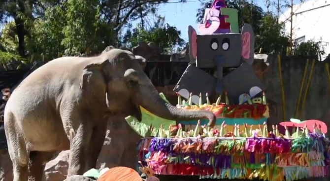 Смях! Ето как празнува рождения си ден една... слоница (ВИДЕО)