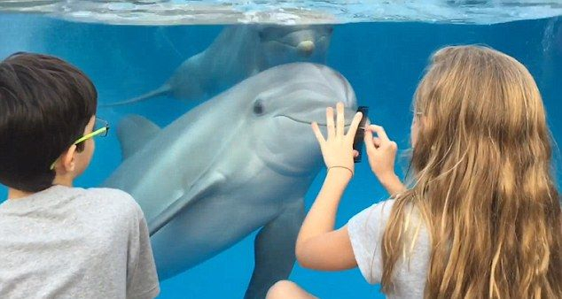 Вижте как момиче се научи да примамва делфините с гребен (ВИДЕО)