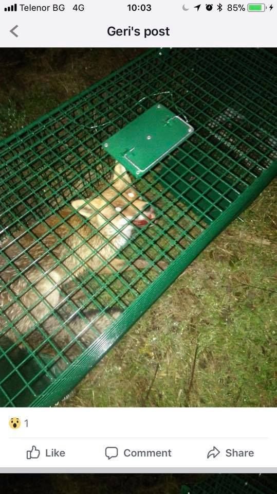 Полиция и прокуратура накрак заради тероризирана в хисарско село лисица, защитници на животни избухнаха (СНИМКИ)