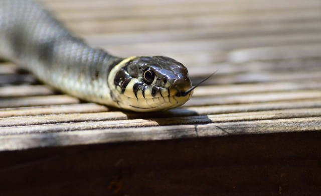 Една от най-отровните змии на планетата затвори улица в Мелбърн (СНИМКА)