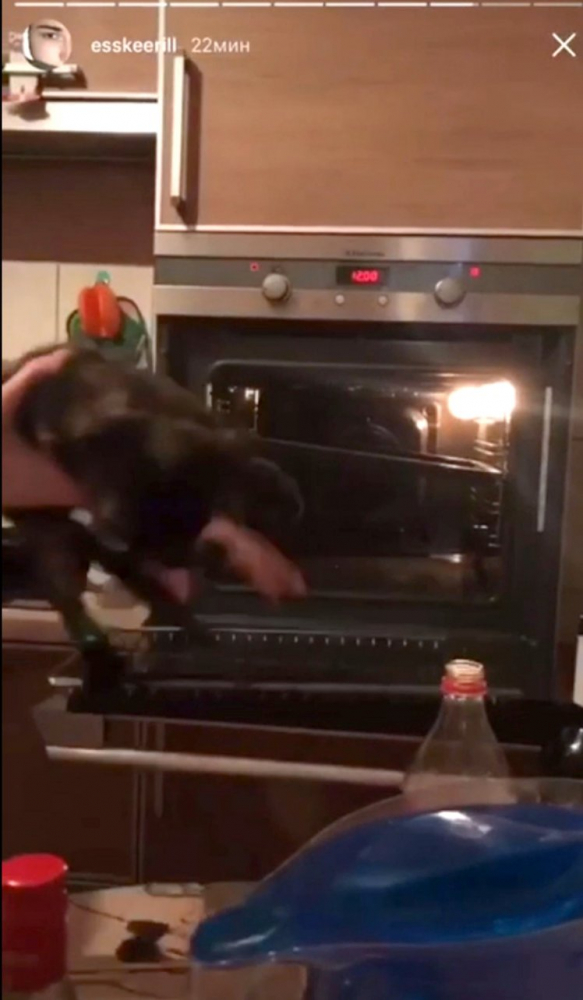 Ужасяващо! Ученик от ада напъха живо котенце в нажежена фурна (СНИМКИ/ВИДЕО)