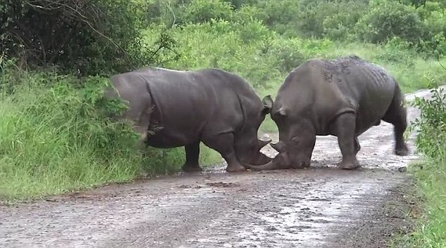 Заснеха на ВИДЕО жестоко сражение между носорози