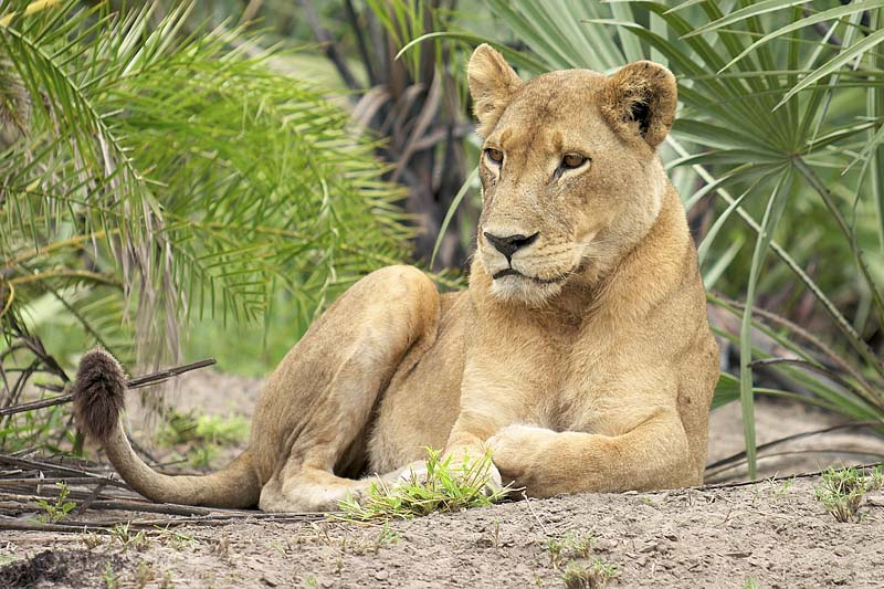 Див лъв разкъса 22-годишна жена на сафари